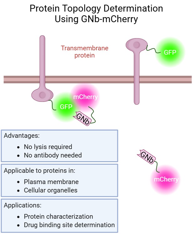 AST-2025-050_R1_P_Graphical Abstract_001.jpg